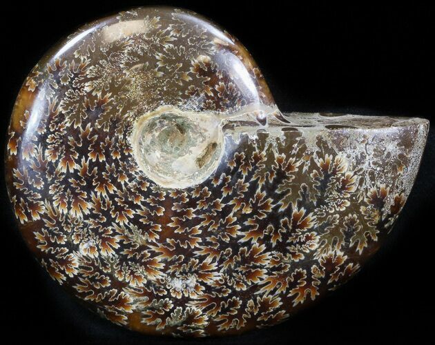 Cleoniceras Ammonite Fossil - Madagascar #41659